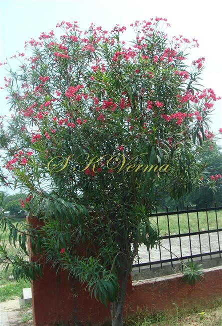  Plant